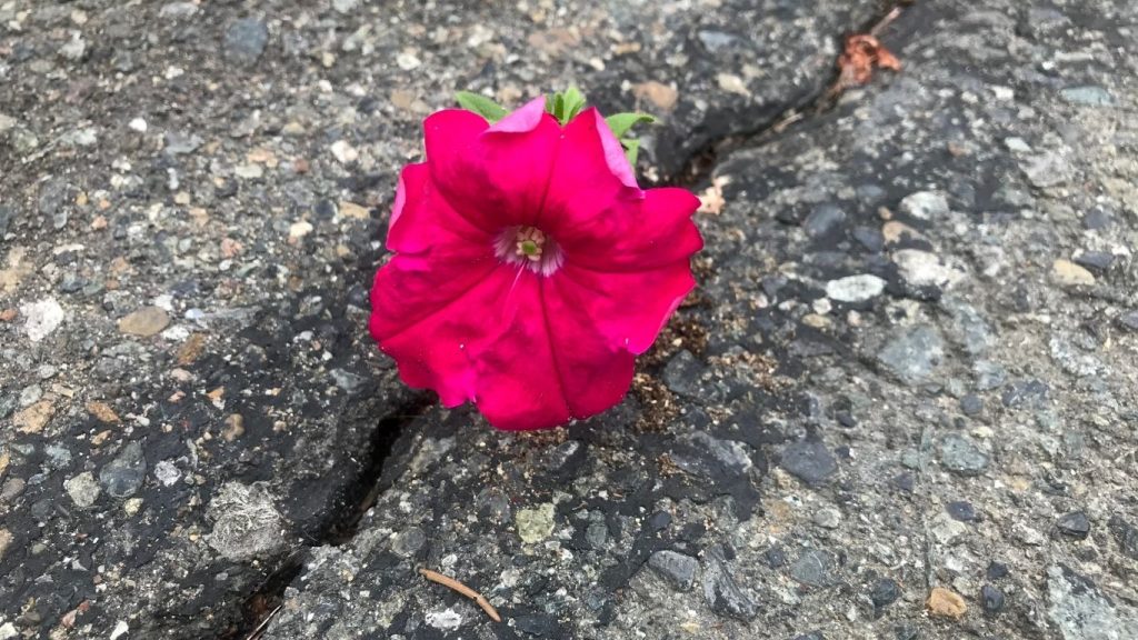 A flower blooming amid adversity is a clear demonstration of resilience in nature
