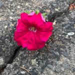 A flower blooming amid adversity is a clear demonstration of resilience in nature