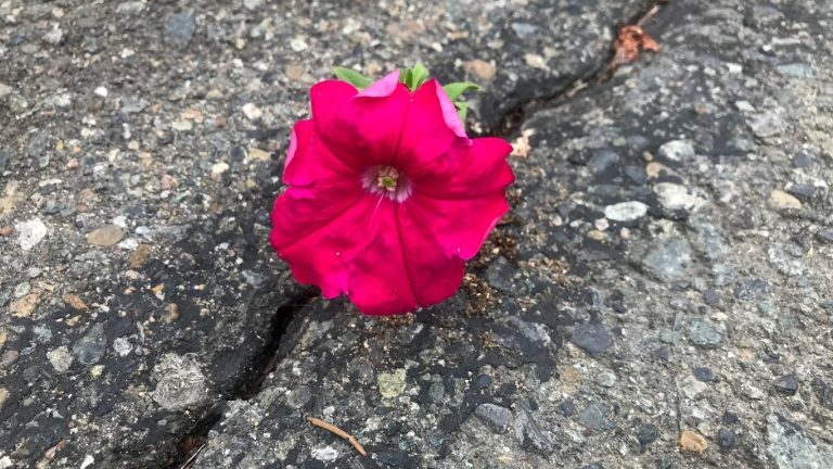 What is Resilience? Why Is Resilience Important? A flower blooming amid adversity is a clear demonstration of resilience in nature