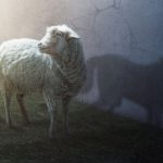 Like a wolf in sheep's clothing, fentapills are disguised as something familiar, but are potentially lethal