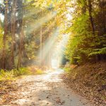 A pathway with sunlight gives a visual demonstration of the hope of recovery