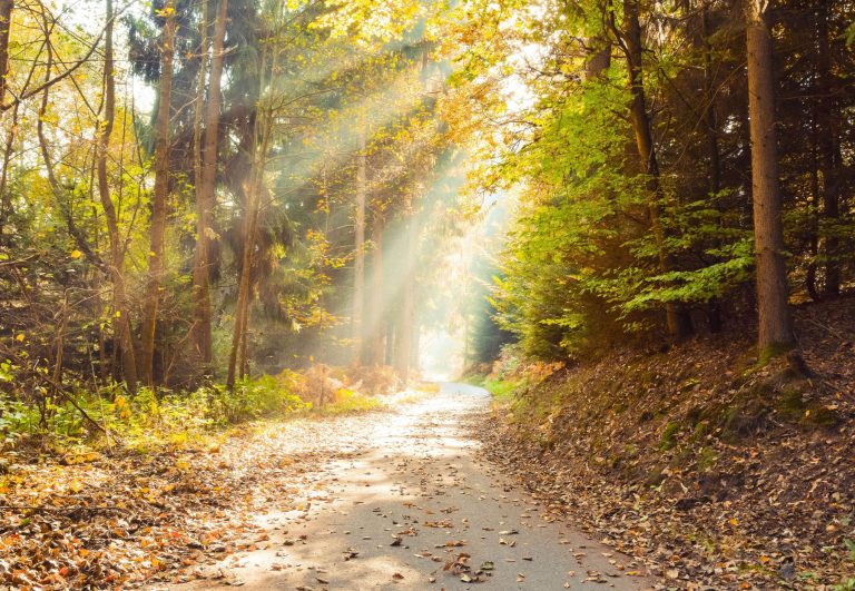 A pathway with sunlight gives a visual demonstration of the hope of recovery