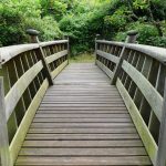 A bridge in nature, demonstrating links to recovery.