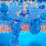 Opioid and cannabinoid receptors in the brain.